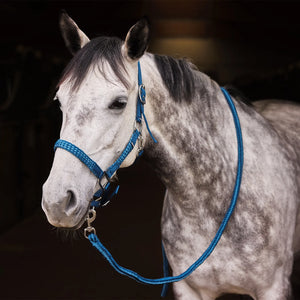 Chicago halter and lead set