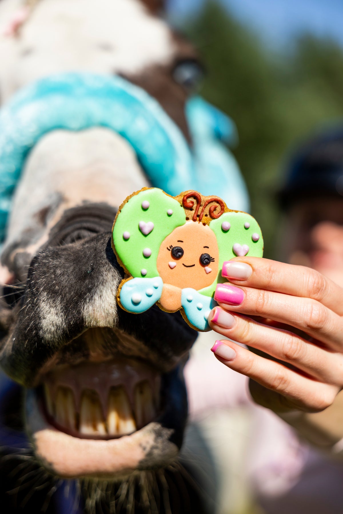 Rainbow World – Iced Cookie BUTTERFLY Limitált kiadású lócsemege